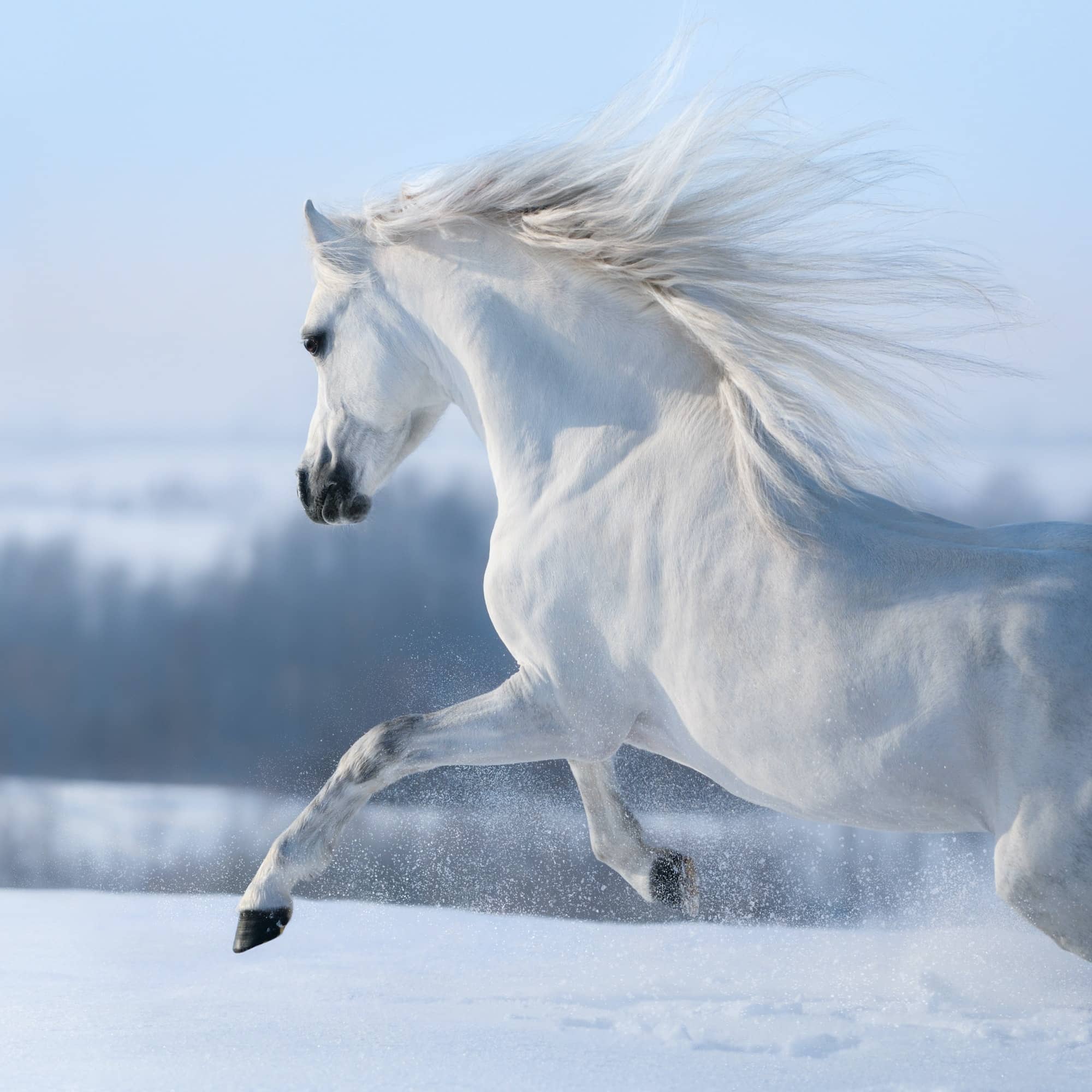 Beautiful white horse with long mane galloping across winter mea